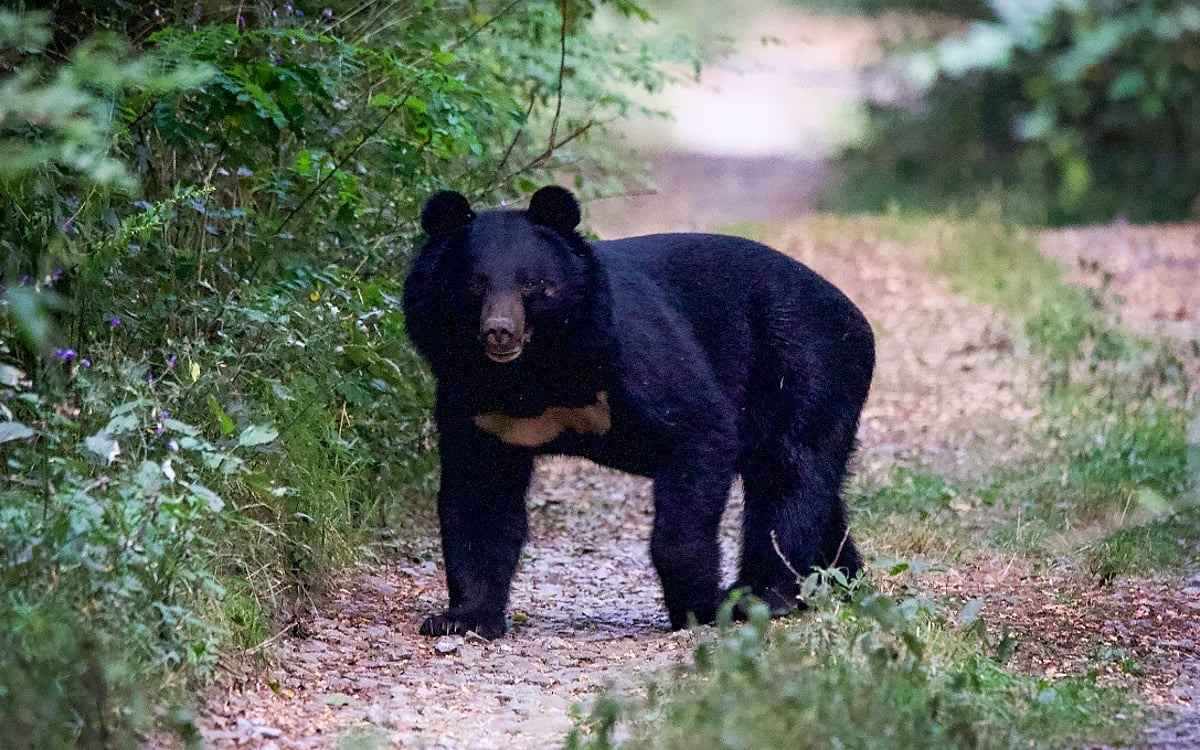 Sloth Bear