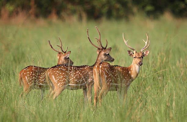Spotted Deer